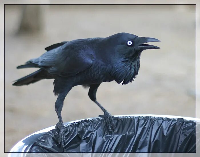 Ручной ворон. Бегущие вороны. Четыре ворона. Французская ворона. Ворона фото для детей.