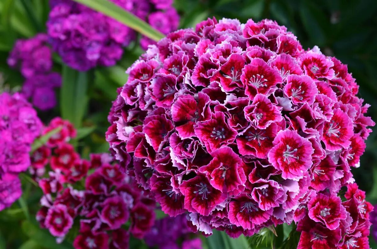 Гвоздика турецкая (Dianthus barbatus). Гвоздика бородатая - Dianthus barbatus. Диантус, гвоздика (турецкая). Гвоздика турецкая Блэк Мэджик. Цветы турецкой гвоздики