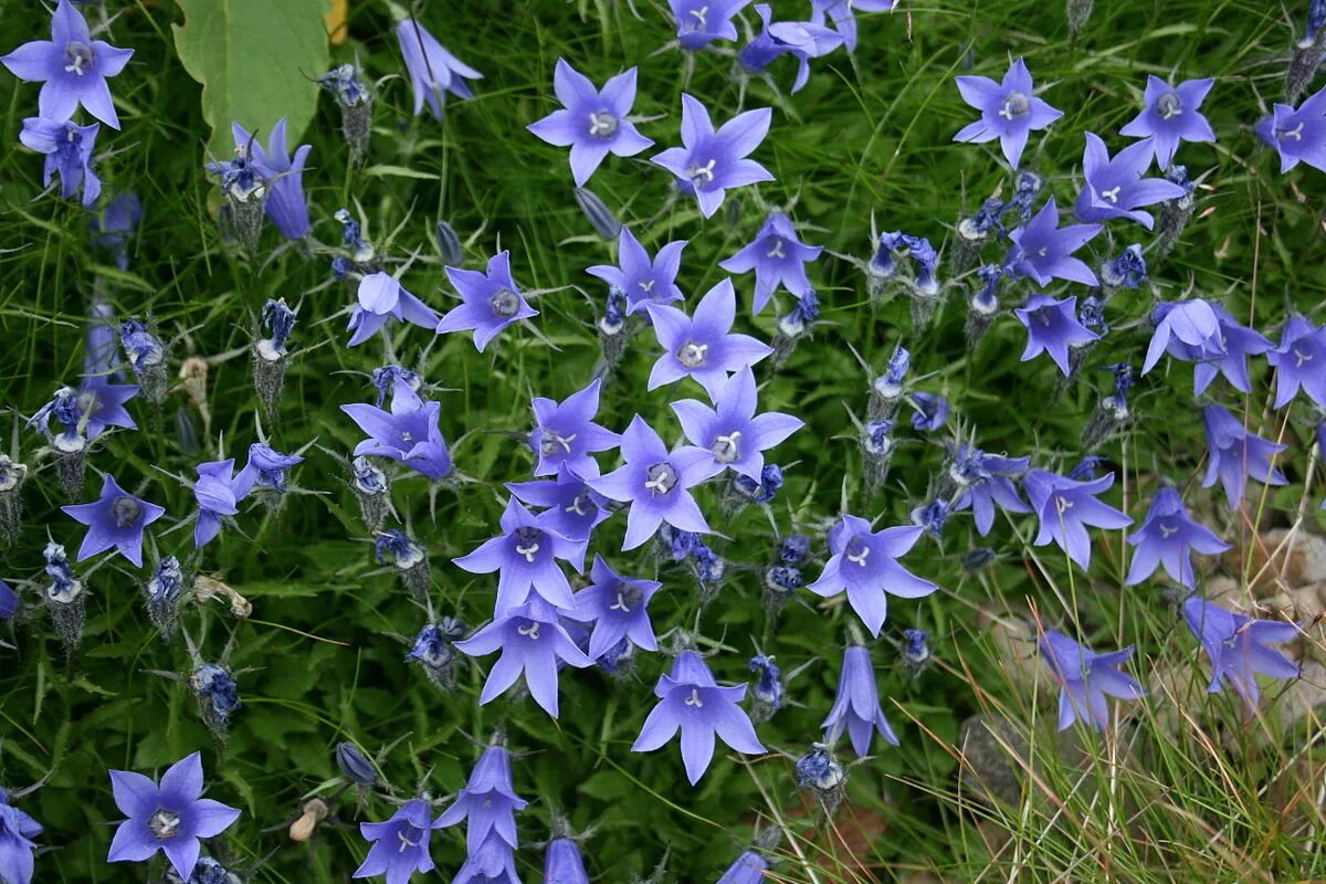 Колокольчик растения из семейства колокольчиковых цвет. Campanula lasiocarpa. Колокольчик шершавоплодный. Колокольчик семейство Колокольчиковые. Луговой колокольчик крапиволистный.