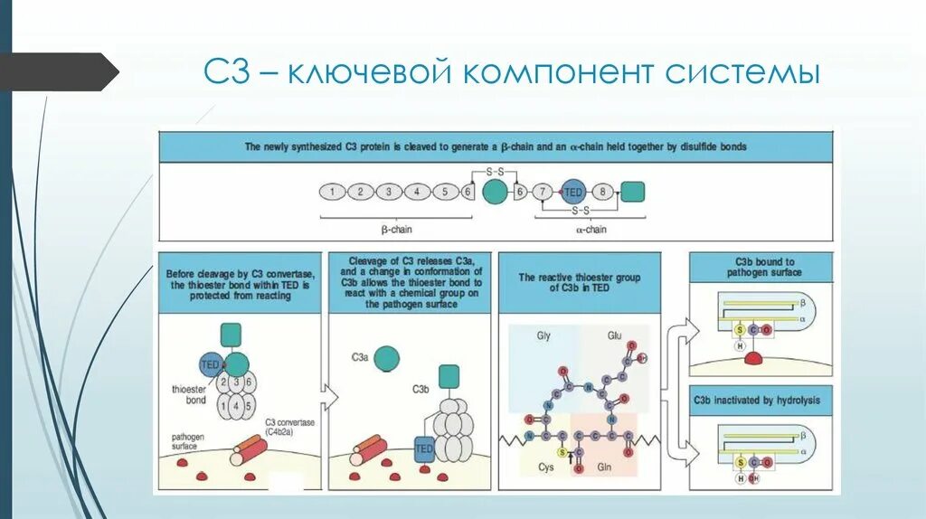 Компоненты комплемента анализ. Компонент системы комплемента с3. Система комплемента c3. Функции компонентов системы комплемента. 3 Пути активации системы комплемента.