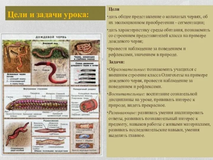 Составить таблицу по кольчатым червям КОЛЬЧАТЫЕ ЧЕРВИ. ДОЖДЕВОЙ ЧЕРВЬ Нет сомнения, что вряд ли есть еще другие животн