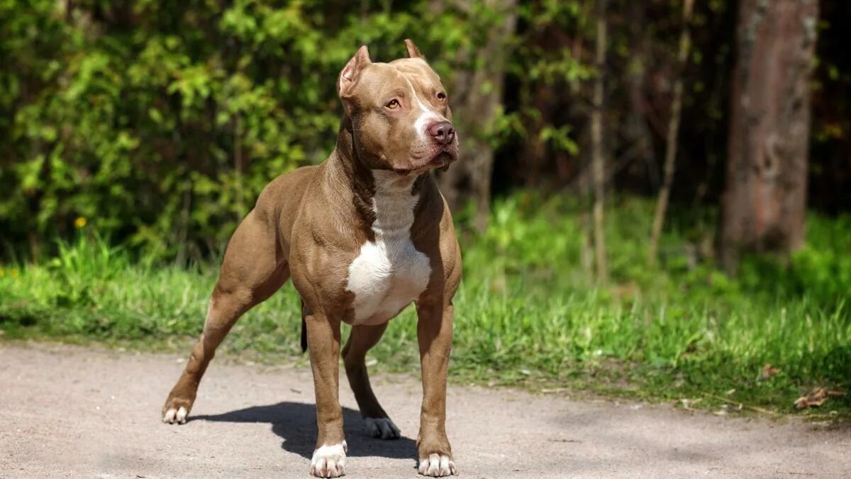 Pit bull terriers виды. Стаффордширский терьер американский питбультерьер. АПБТ американский питбультерьер. Стаффордширский терьер миостатин. Американский бандог терьер.