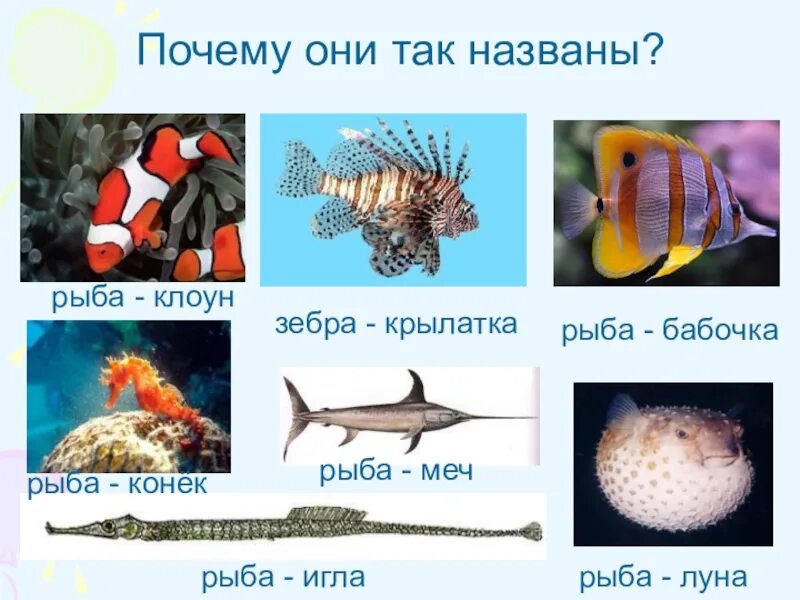 Презентация окружающий мир рыбы. Морские рыбы для дошкольников. Презентация рыбы для дошкольников. Рыбы 1 класс окружающий мир. Морские рыбы для детей 1 класса.
