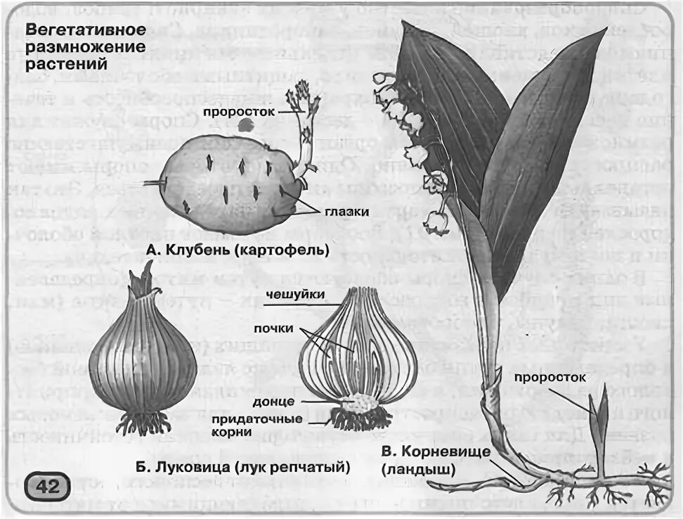 Вегетативное размножение клубнями и луковицами. Строение корневища ландыша схема. Строение корневища ландыша. Вегетативное размножение клубнями рисунок. Вегетативное размножение с помощью луковиц