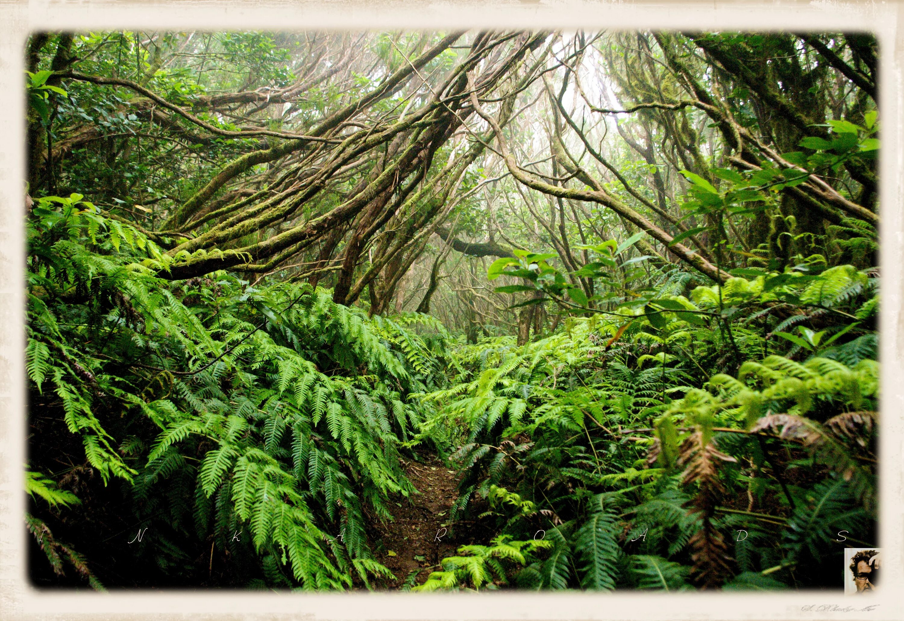 Лавровый лес на Тенерифе. Вечнозеленые субтропические леса Аргентина. Субтропический лес Северной Америки. Субтропики широколиственные леса.