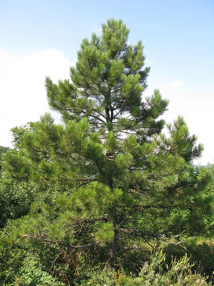 Хвойные краснодарского края. Сосна Палласа Крымская. Сосна Палласа Pinus pallasiana. Сосна Крымская (Палласа) Pinus pallasiana. Сосна Крымская (Pinus pallasiana d.don.).