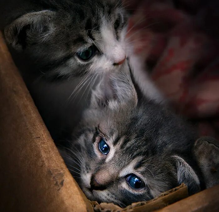 Фото настоящего котенка
