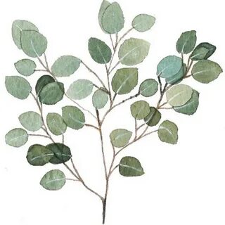 Small leaves