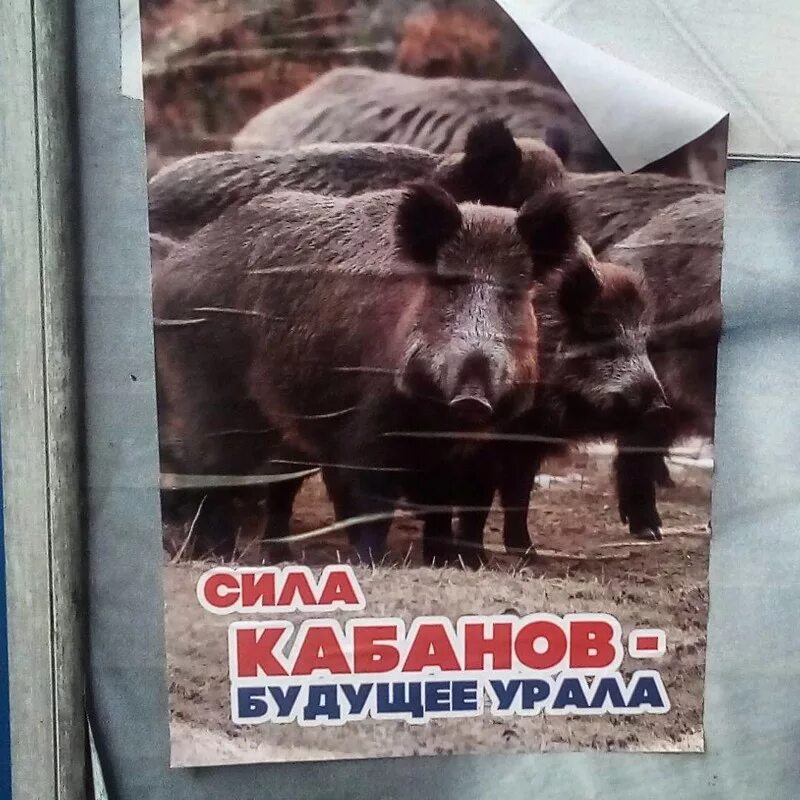 Кабан сила