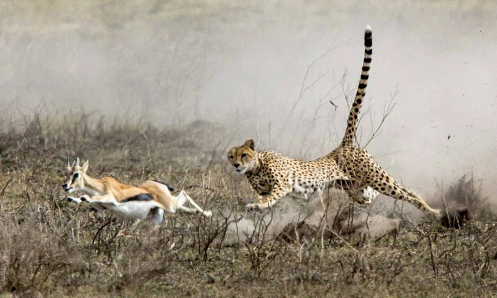 Гнаться вид. Гепард догоняет антилопу. Леопард охотится на антилопу. Отряд Хищные гепард. Дальневосточный леопард охотится.