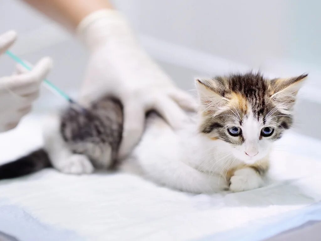 Вакцинация кошек. Шприц для кошек. Вакцинация кошек. Уколы котенку какие. Кошачья чумка панлейкопения.