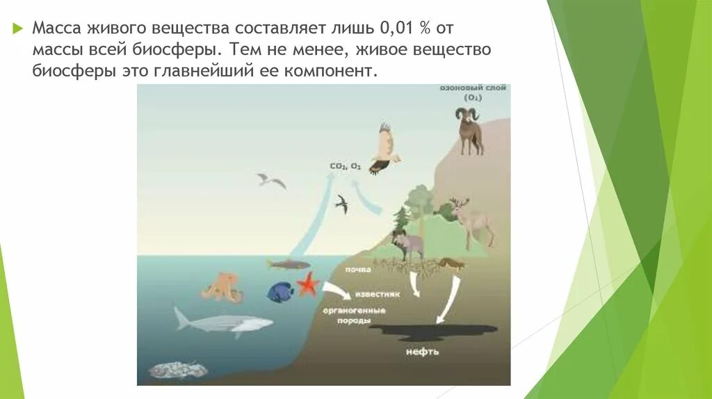 Масса живого вещества от массы биосферы. Живые организмы в биосфере. Масса живого вещества в биосфере. Живые организмы обитающие в биосфере.