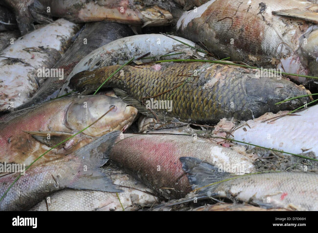 Мертвая ловля. Тускарь рыба. Курск огромный сом в реке Тускарь.
