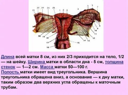 Анатомия и физиология женской репродуктивной системы