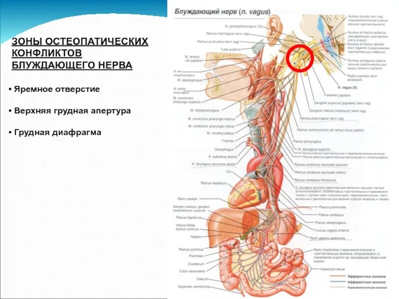 Блуждающий нерв Неттер. Верхняя Апертура блуждающий нерв. Блуждающий нерв через Апертура. Блуждающий нерв и диафрагма.