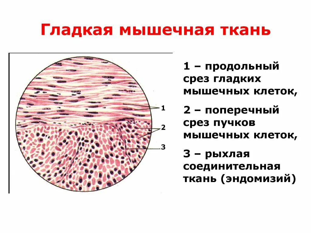 Строение клетки гладкая мышечная ткань. Гладкая мышечная ткань микропрепарат. Соединительная ткань гладкая мышечная ткань. Гладкая мышечная ткань поперечный срез. Микропрепарат гладкая мышечная ткань 7-1.