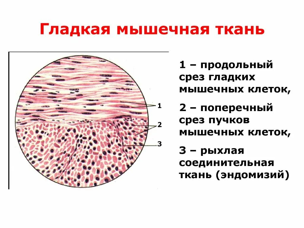 Строение клетки гладкая мышечная ткань