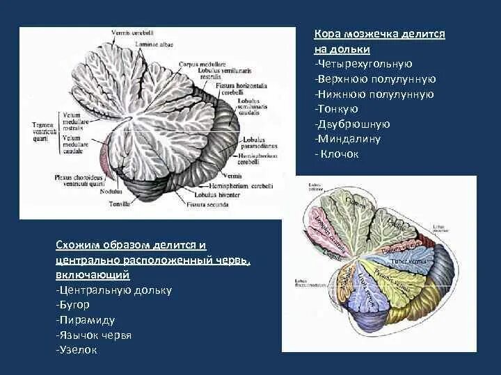 Миндалина мозжечка латынь. Двубрюшная долька мозжечка. клочок мозжечка анатомия. дольки червя мозжечка.