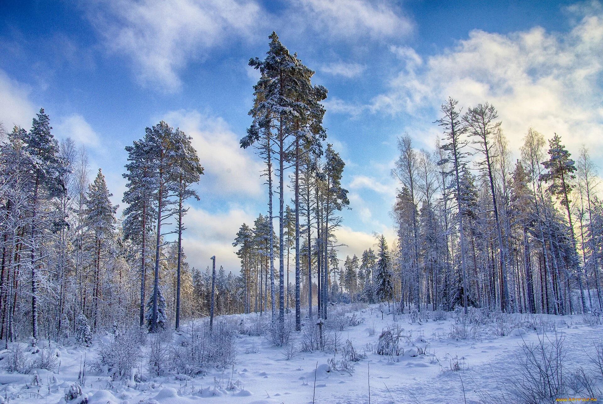 Хмао югра сургут природа зима. Радужный хмао зима. Зима в хмао. Самаровский чугас. Зима в хмао.