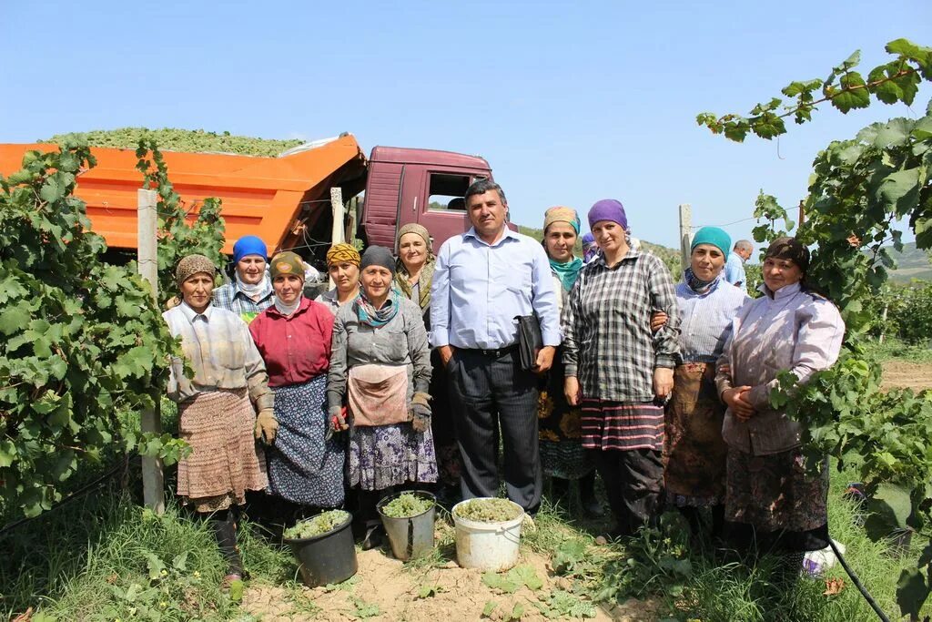 Виноград Табасаранский район.