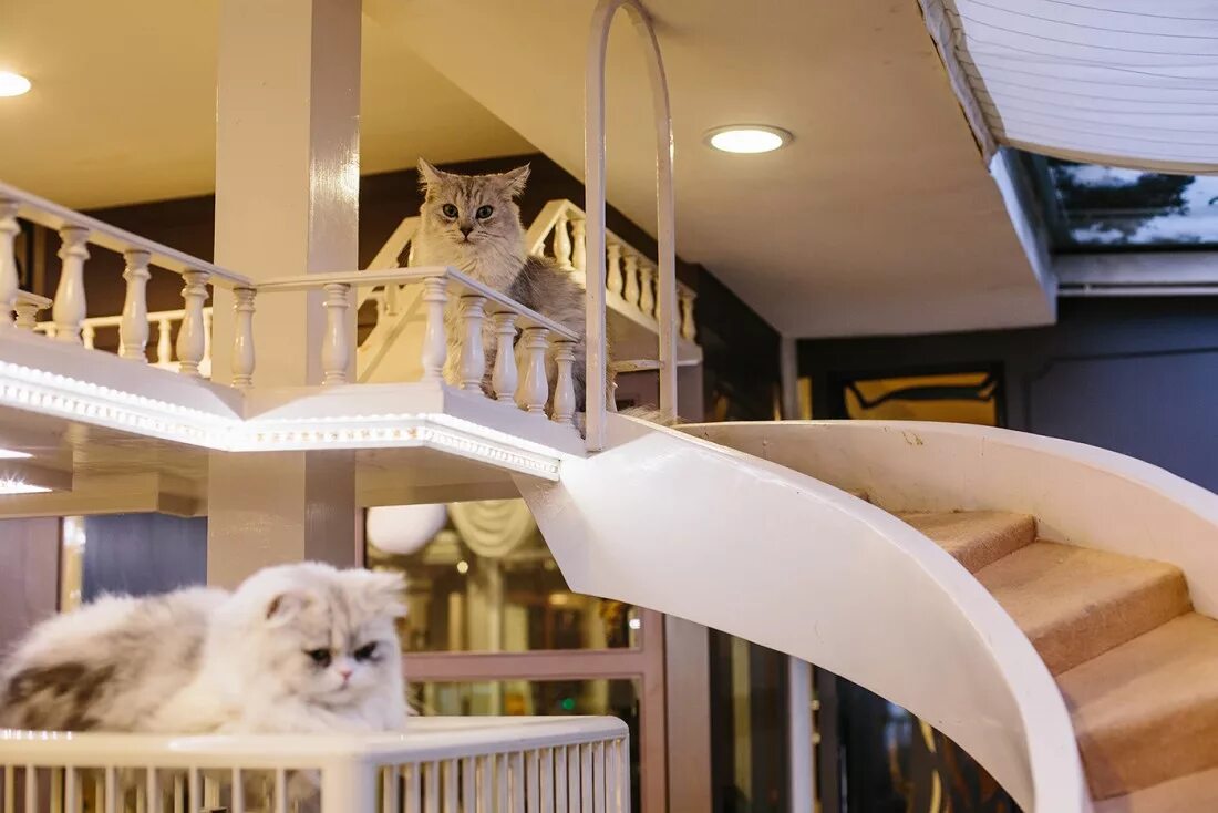 Кэт кафе. Кошачье кафе - "Cat Cafe" в Японии. Котокафе котики и люди, Москва. Кафе с котиками в Минске. Кошка в ресторане.