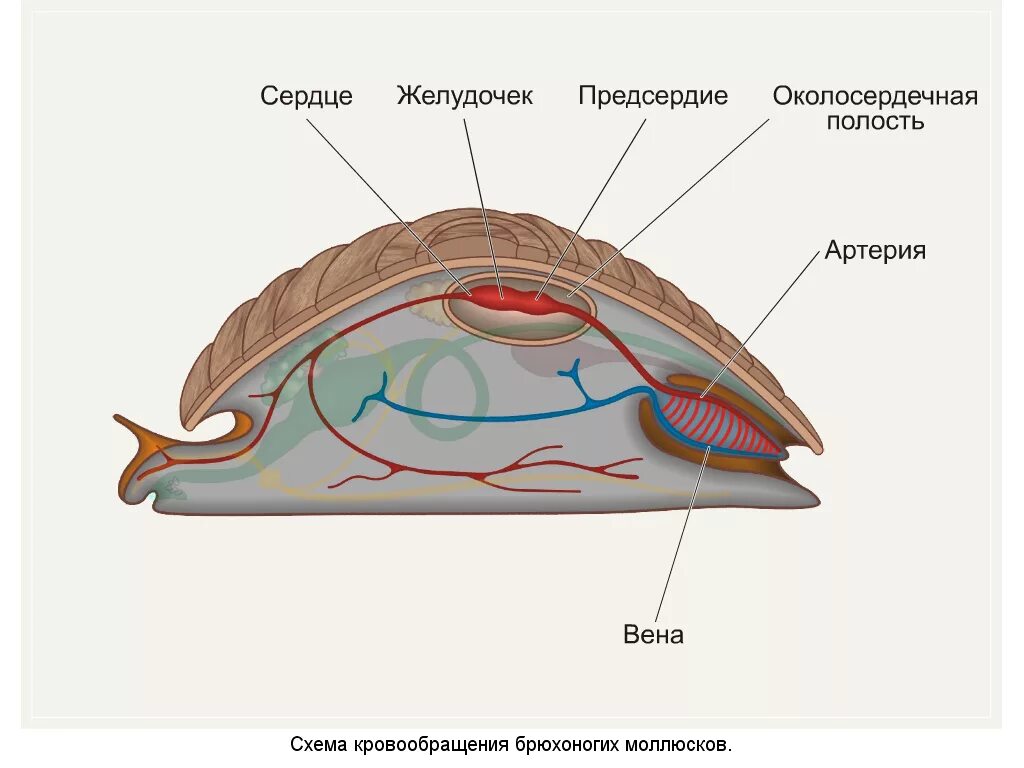 Выделительная система моллюсков является выделительной системой. Строение улитки выделительная система. мантийная полость у брюхоногих моллюсков. полость тела двустворчатых моллюсков. брюхоногие моллюски строение слизень.