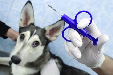 Зачем чипируют собак