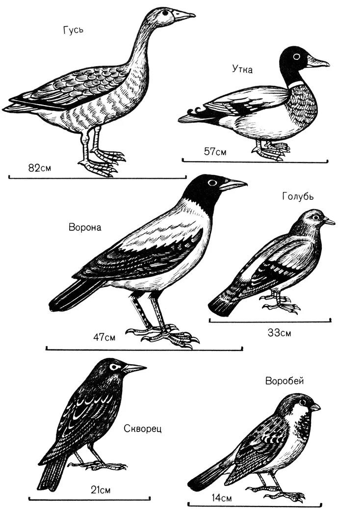 Размеры птиц сравнение. Перелетные птицы. Дикие птицы названия. Птички с названием. Сравнение птиц.