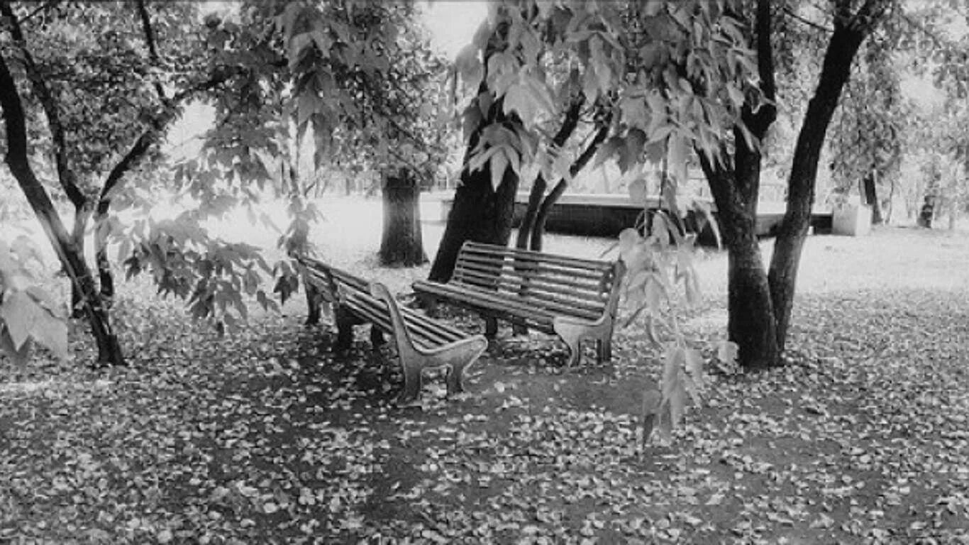 Осень черно белое фото черно белая осень :: сергей швед Социальная сеть ФотоКто