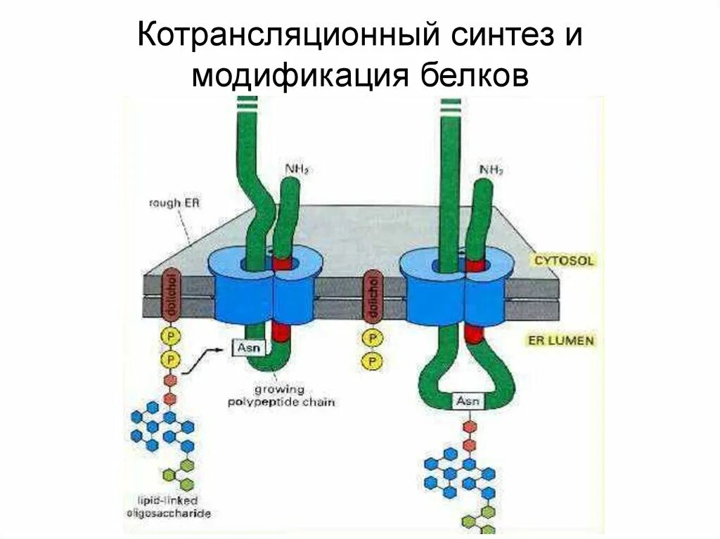 Транспорт белка происходит. Котрансляционный Синтез белка. Котрансляционные модификации белков. Котрансляционная модификация белка. Синтез и модификация белков.