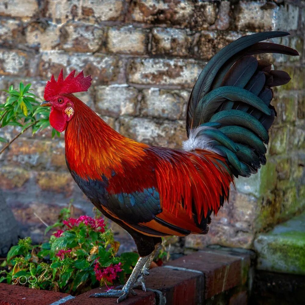 Гибискус Bantam Rooster. Галльский петух птица. Карликовый петух. Петух Гамбургский фото.