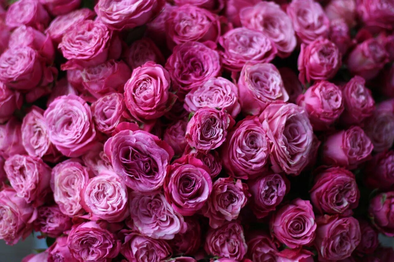 Охапка тюльпанов. Огромный букет. Желто-красные розы. Огромный букет цветов. Большая охапка.