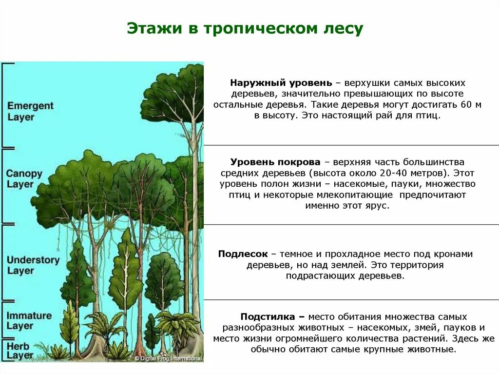 Ярусность тропического леса. Ярусность влажного тропического леса. Структура влажного тропического леса. Верхний ярус тропического леса. Характеристика тропического леса