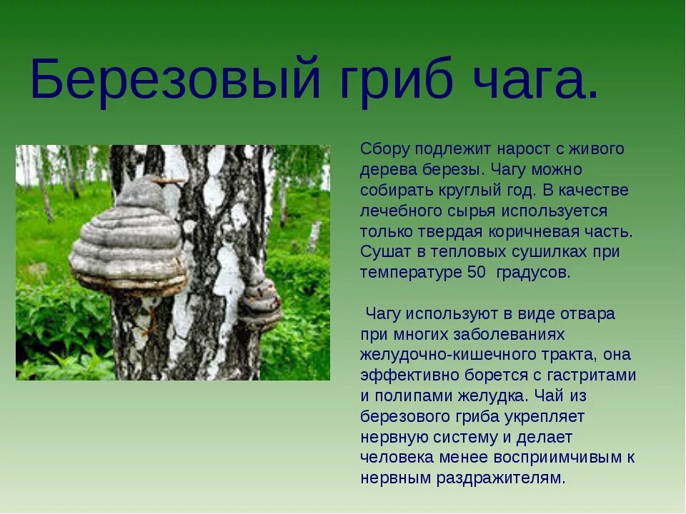 Чага какие свойства. Целебное свойство гриба чага. Св-ва берёзового гриба чага. Грибы паразиты чага. Чага (берёзовый гриб чага).