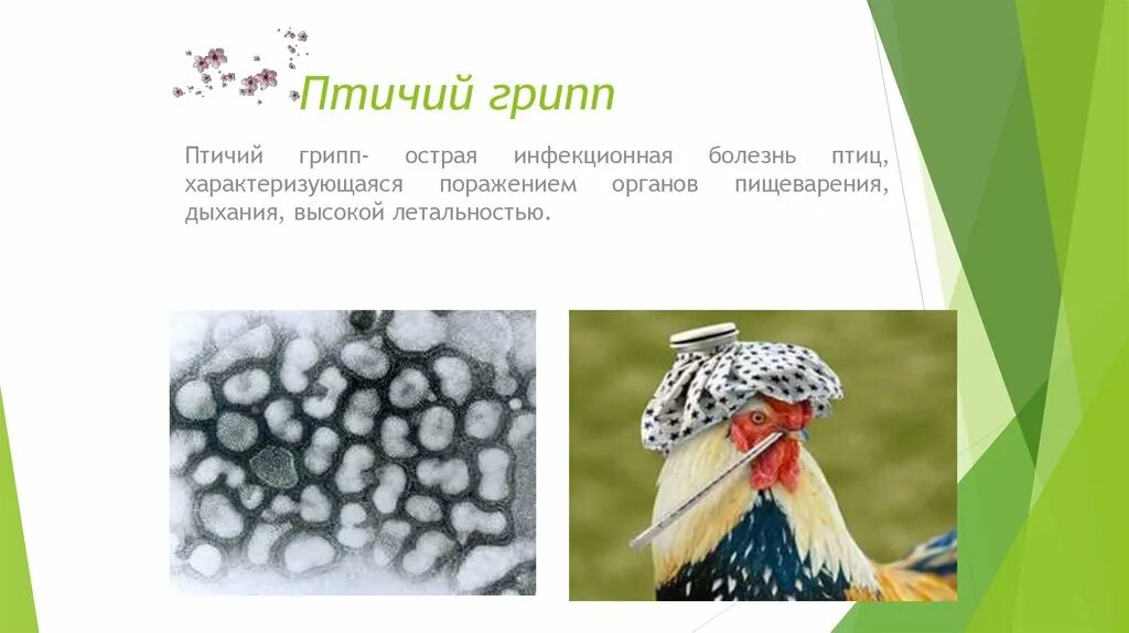 Инфекционные болезни птиц. Болезни птиц презентация. Птичий грипп презентация. Грипп птиц презентация.