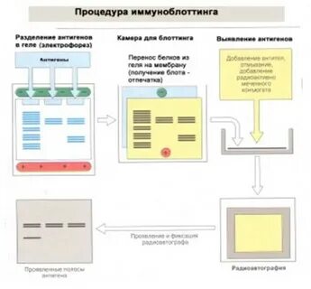 Иммуноблот антиядерных антител