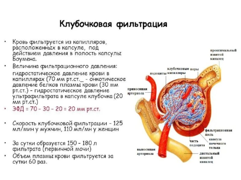 Выделение мочи какой орган. Клубочковая фильтрация почек. Механизм фильтрации в почках. Фильтрация крови в почках. Фильтрация в почечном клубочке.