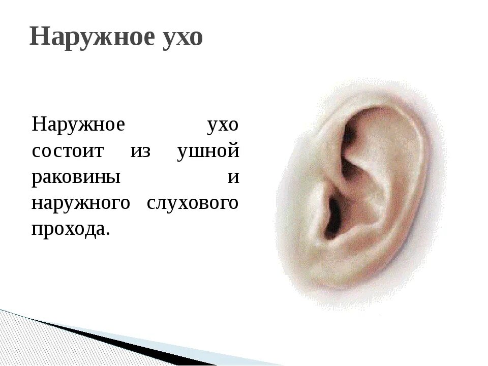 Наружное ухо состоит из. Наружнее ухо состоит из. Из чего состоит наружное ухо. Воздух заполняет наружное ухо