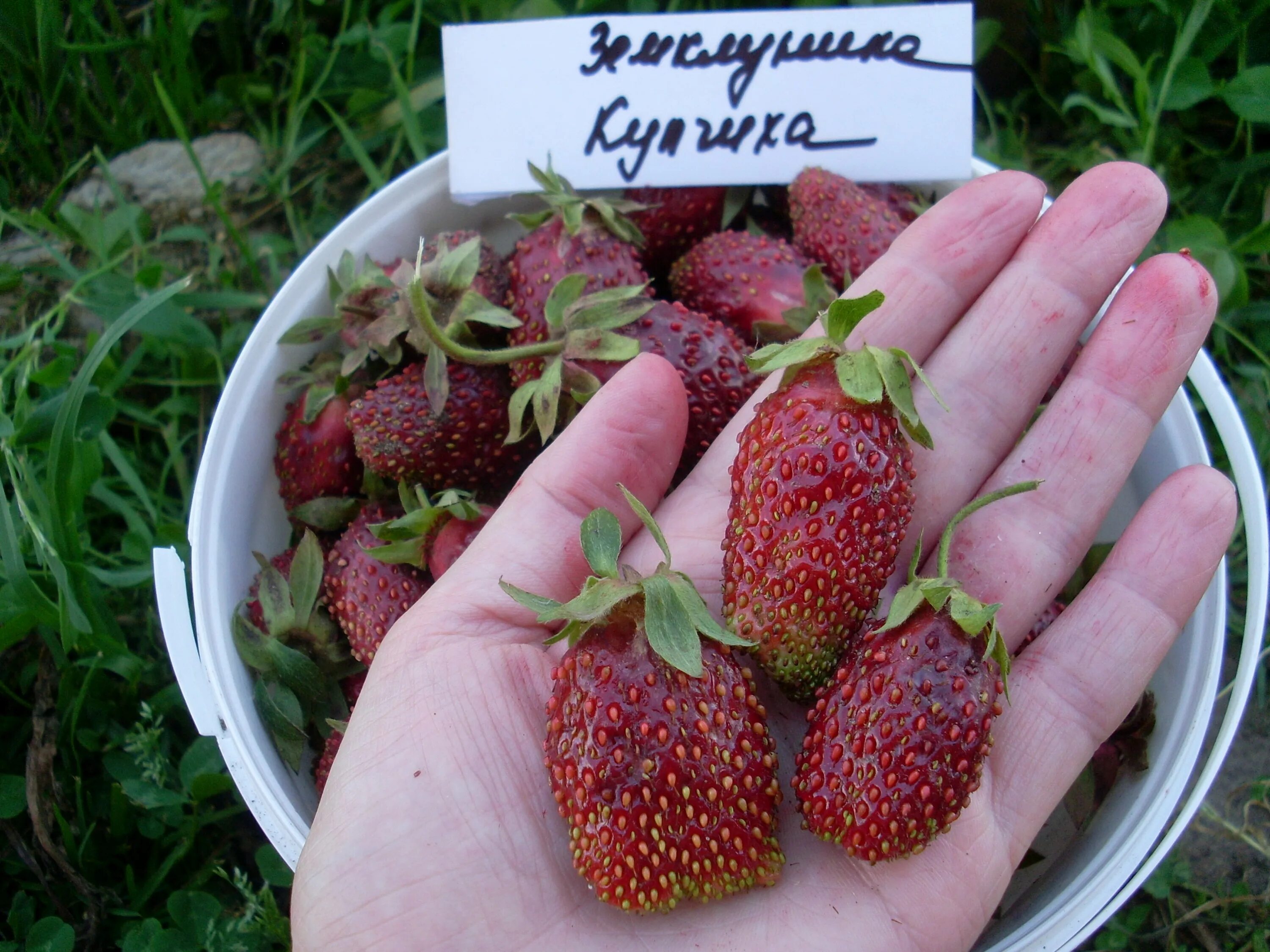 Клубника купчиха купить саженцы. Земклуника Купчиха. Земляника Купчиха земклуника. Земклуника Купчиха цветение.