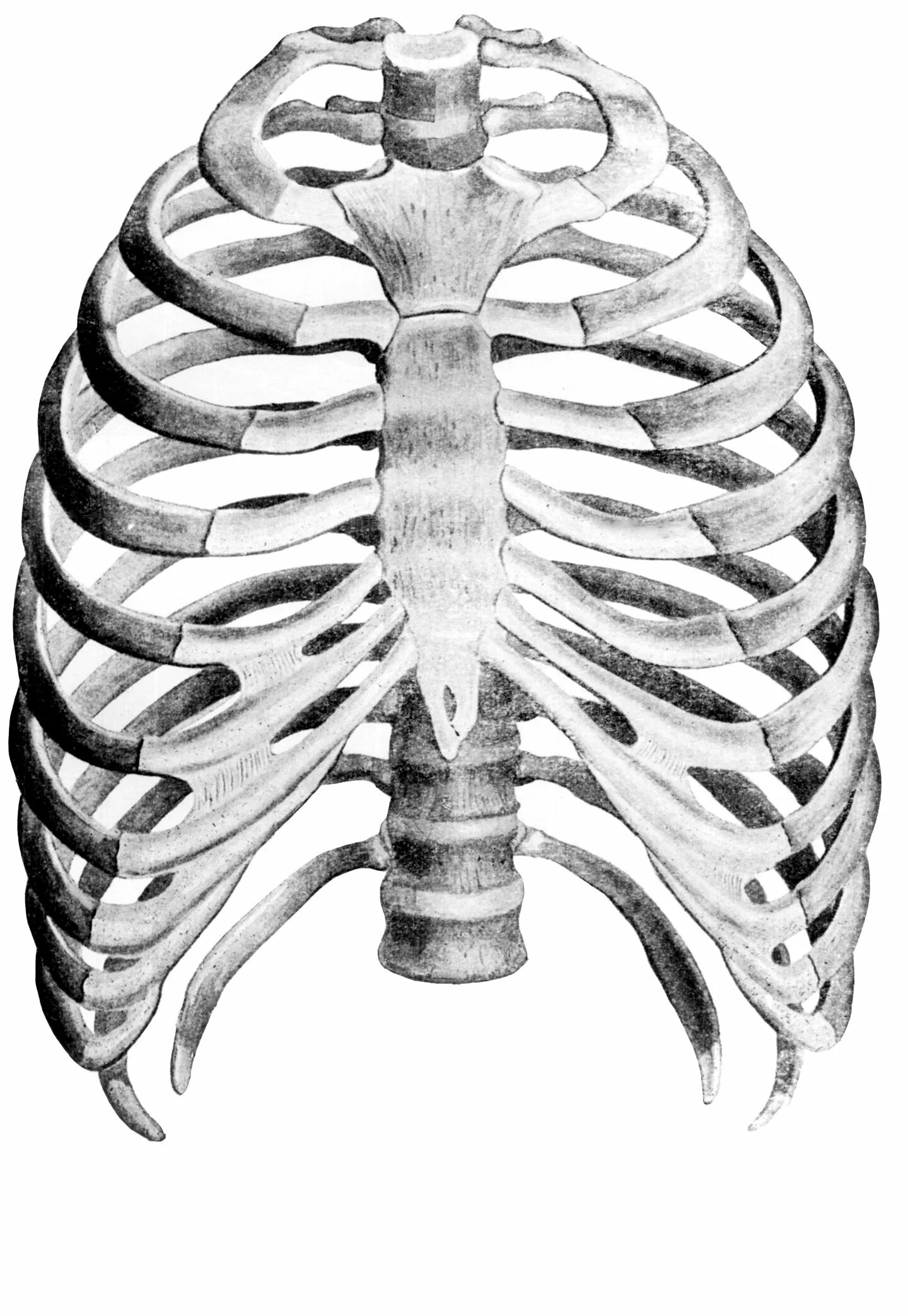Округлая грудная клетка. Грудная клетка с ребрами и грудиной. Грудная клетка Грудина и ребра анатомия. Скелет человека грудная клетка ребра. Costae Verae.