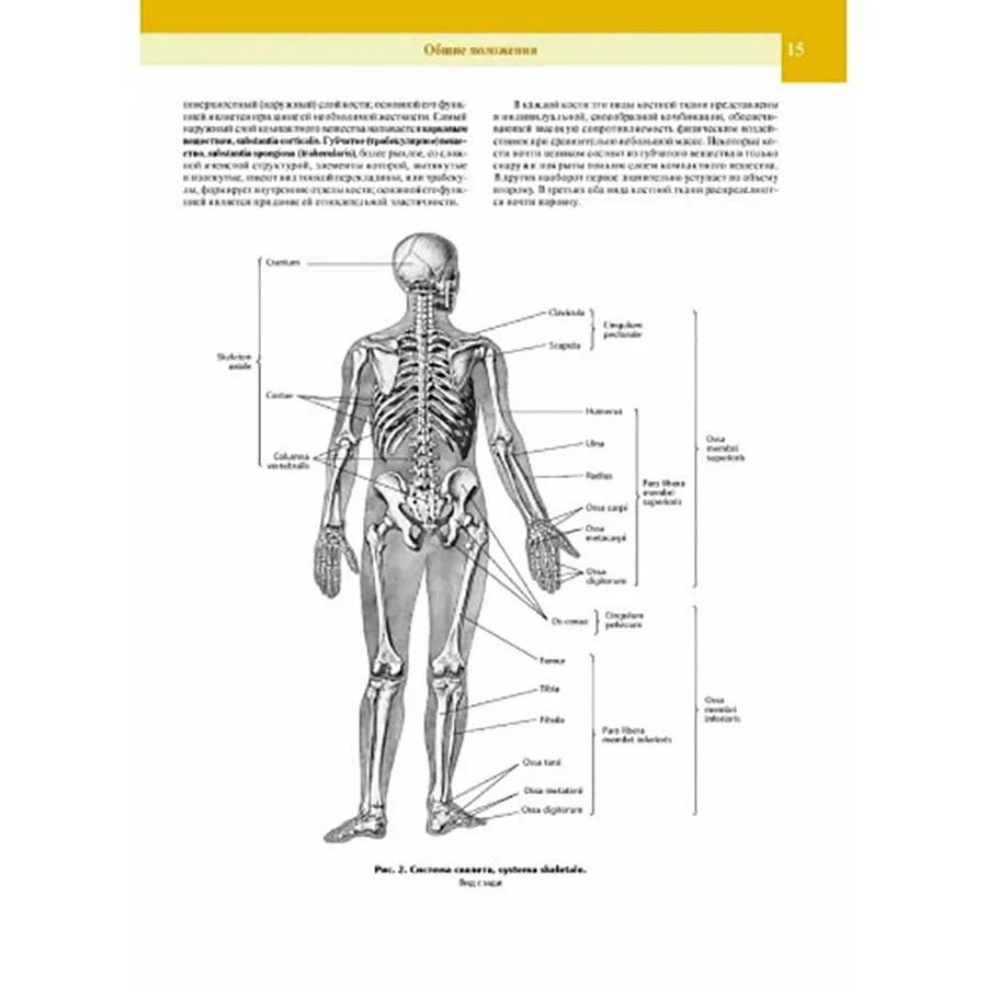 Анатомия человека 1. Синельников атлас анатомии. Синельников анатомия. Скелет человека Синельников. Атлас костей человека.