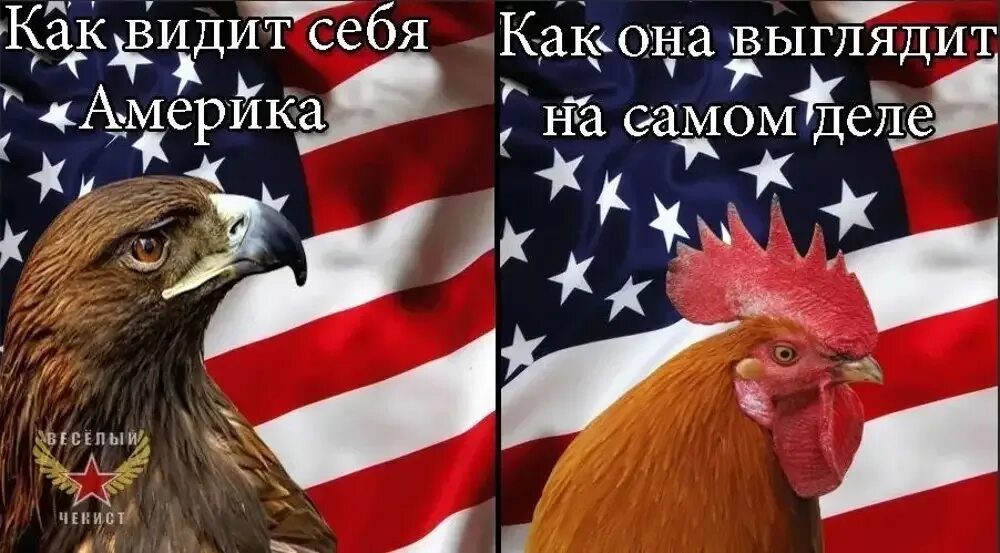 Американский петух. Американский петух в США. Россия против США. Мемы про Америку. Пендосия