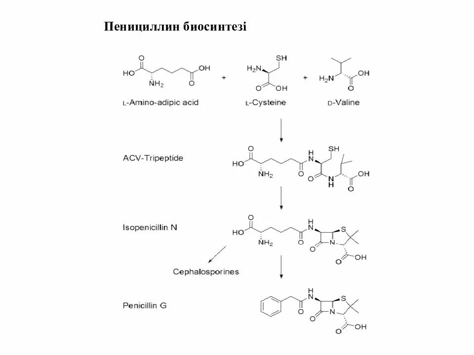 Синтез пенициллина. Схема производства пенициллина. Биосинтез пенициллина. Биосинтез пенициллина схема. Механизм синтеза пенициллина.