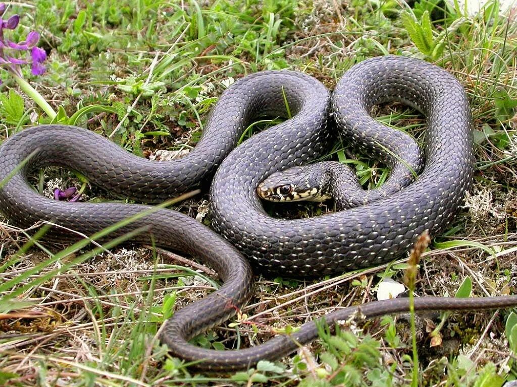 змея кобра. королевская кобра аспиды. жизнь змеи. кубло гадюк. калифорнийский подвязочный уж.