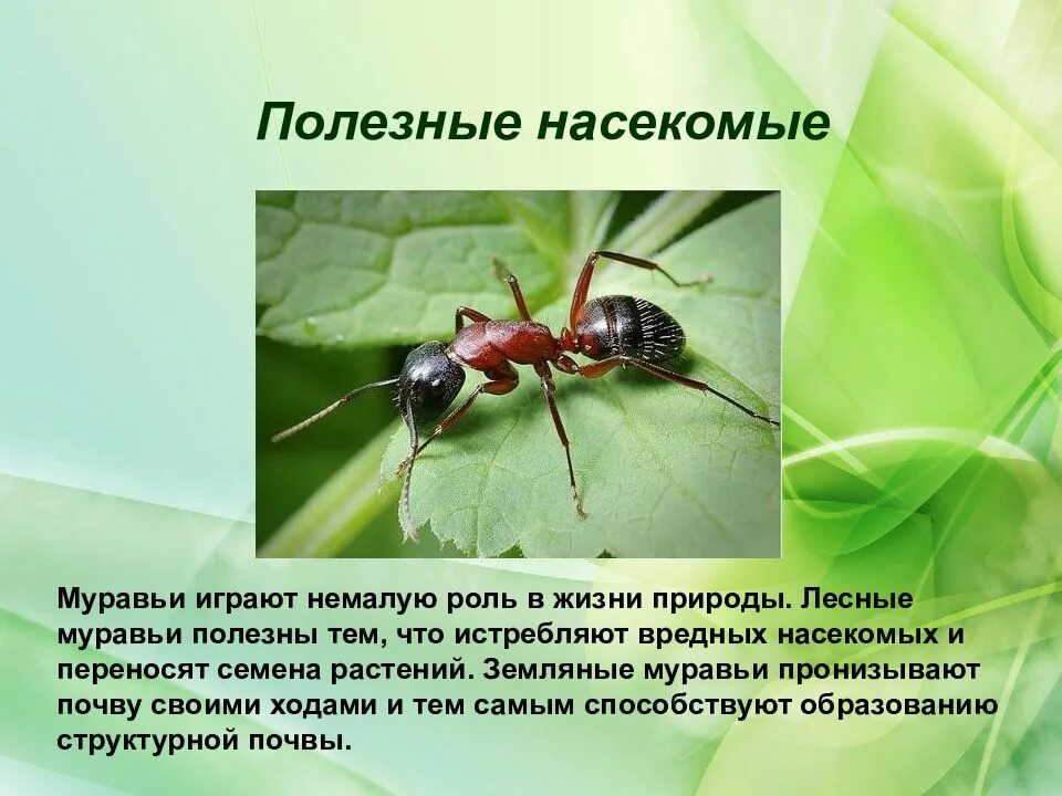 Какую роль играют семена в природе