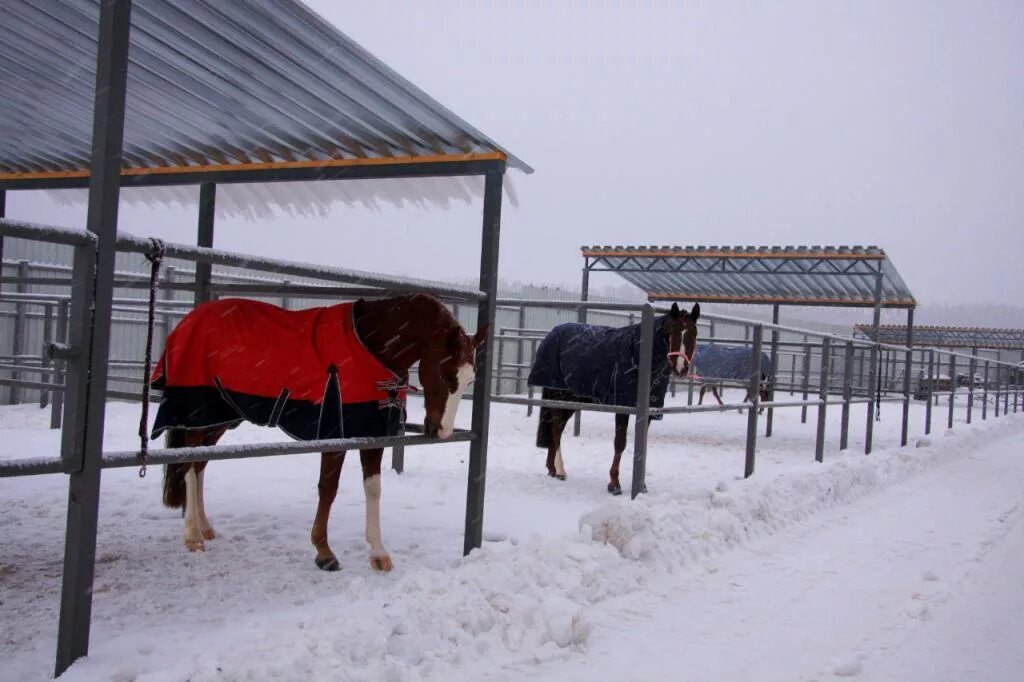 Старое кск. Мининский замок конюшня. Конюшня Алмазово. КСК Конкорд манеж. Алмазово КСК лошади.