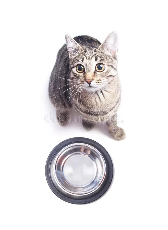 Empty cat