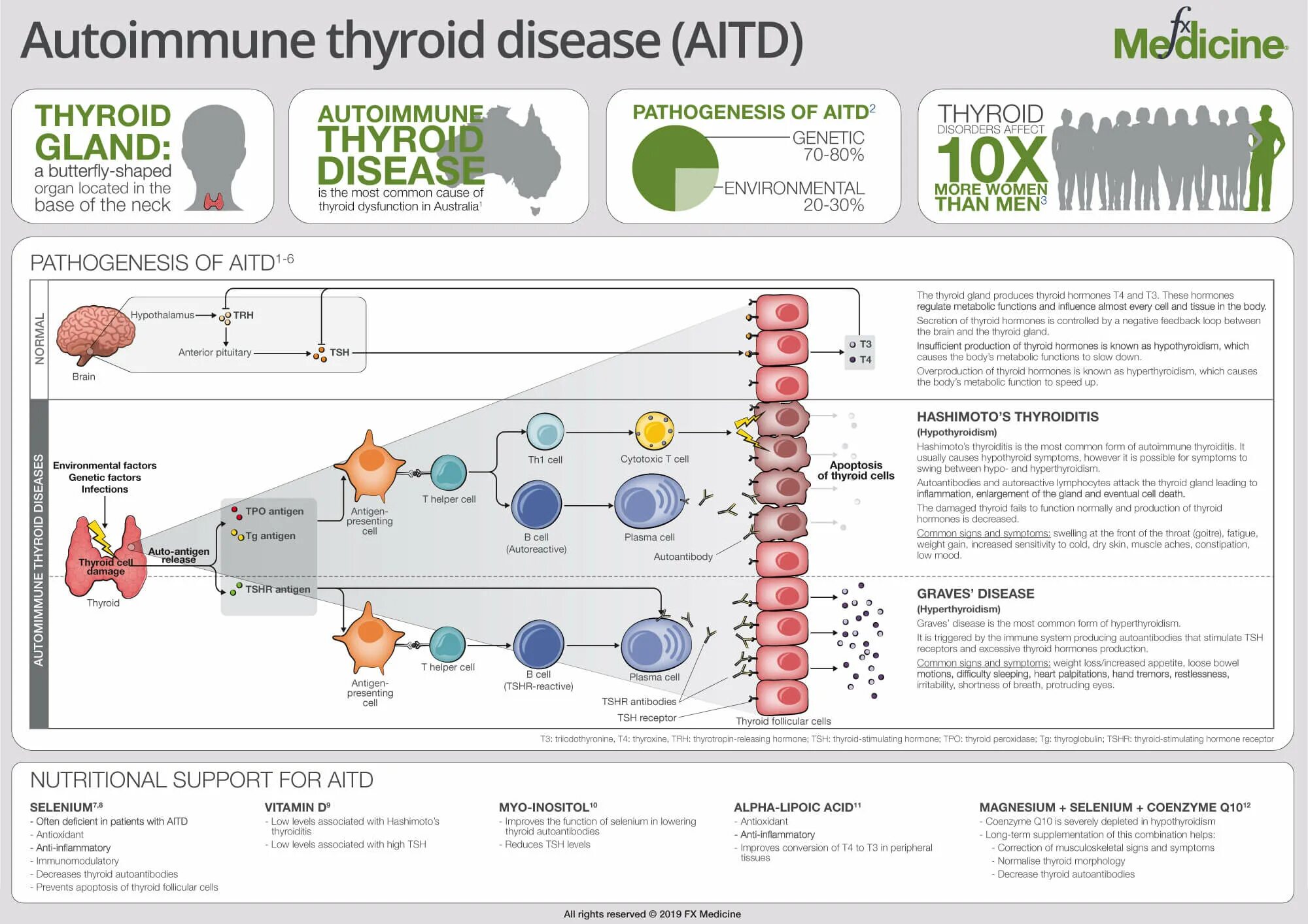 Common form. Pathogenesis of autoimmune Thyroiditis. Тиреоидит Хашимото патогенез.