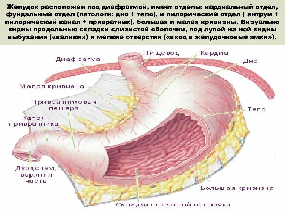 Какие отделы имеет желудок. Желудок анатомия фундальный отдел. Кардиальный фундальный пилорический отдел желудка. Складки желудка анатомия.