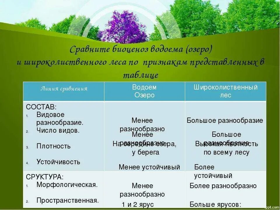 Охарактеризуйте роль ярусного размещения видов в биогеоценозе. Пространственная структура биоценоза. Растения растительного сообще. Характеристика биоценоза леса. Характеристика экосистемы.